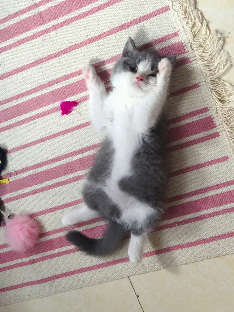 首都君猫队队员集训备战，为接下来的比赛做好准备！的简单介绍